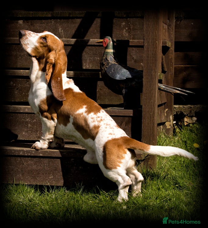 Basset Hound dogs Kc reg red and white proven Basset for stud in Cullompton - Advert 11