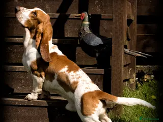 Basset Hound dogs Kc reg red and white proven Basset for stud in Cullompton - Advert 2