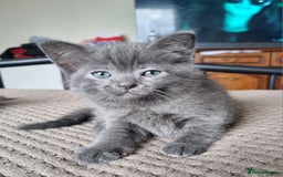British Shorthair cats for sale: 🐾 Adorable Kittens Looking for Loving Homes 🐾 - Image 1