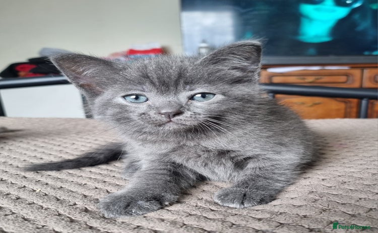 British Shorthair cats - Advert 4
