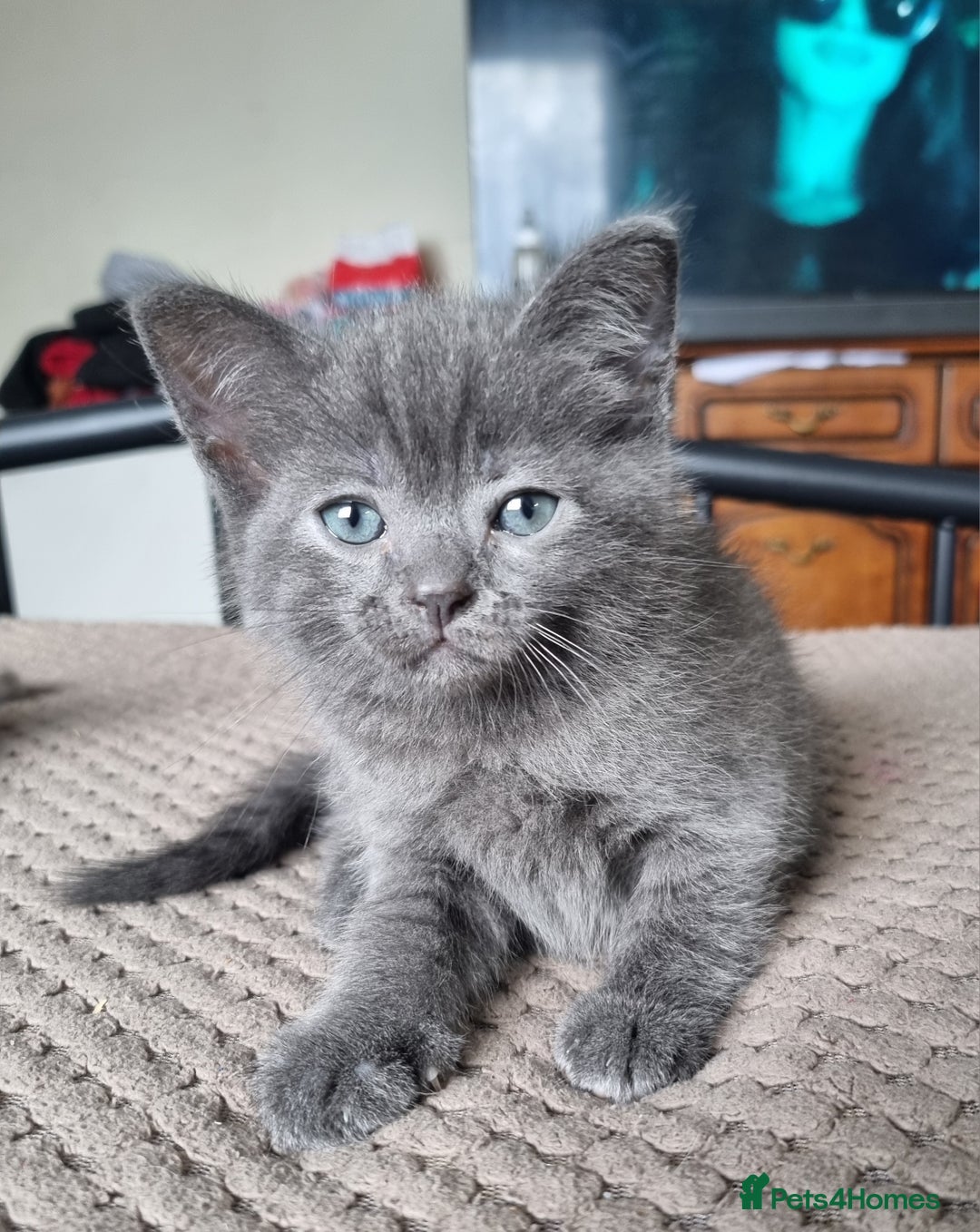 British Shorthair cats for sale: 🐾 Adorable Kittens Looking for Loving Homes 🐾 - Image 1