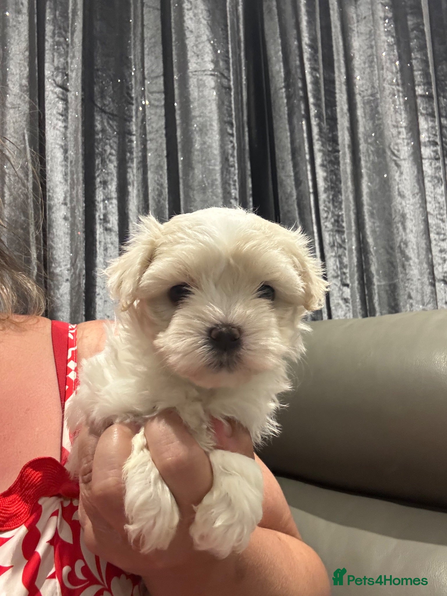 Maltipoo dogs F1 Maltipoo true miniature  - Advert 2