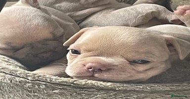 French Bulldog dogs - Advert 16