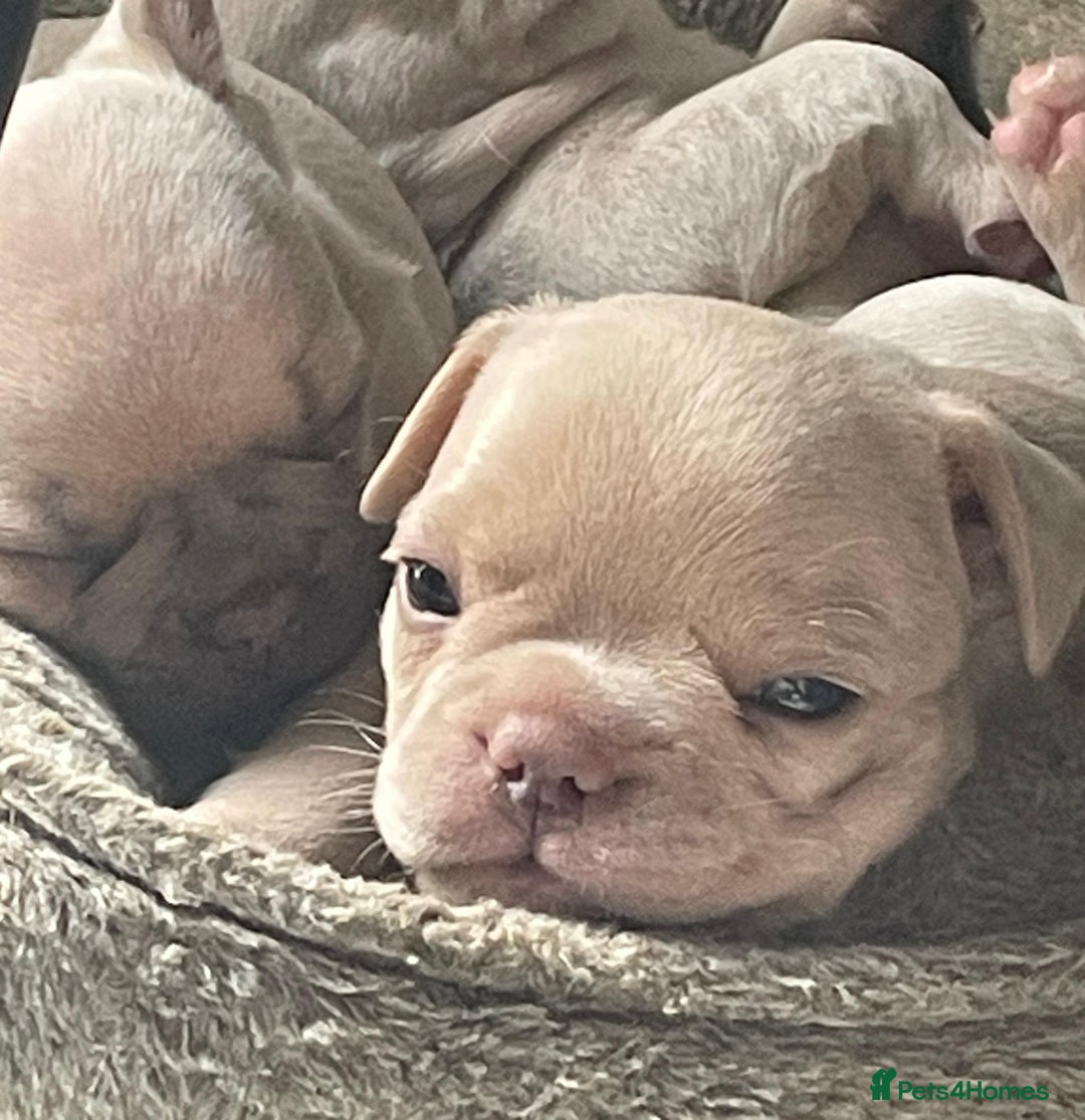 French Bulldog dogs for sale: French Bulldog Puppies – Beautiful, Rare Colours - Image 2
