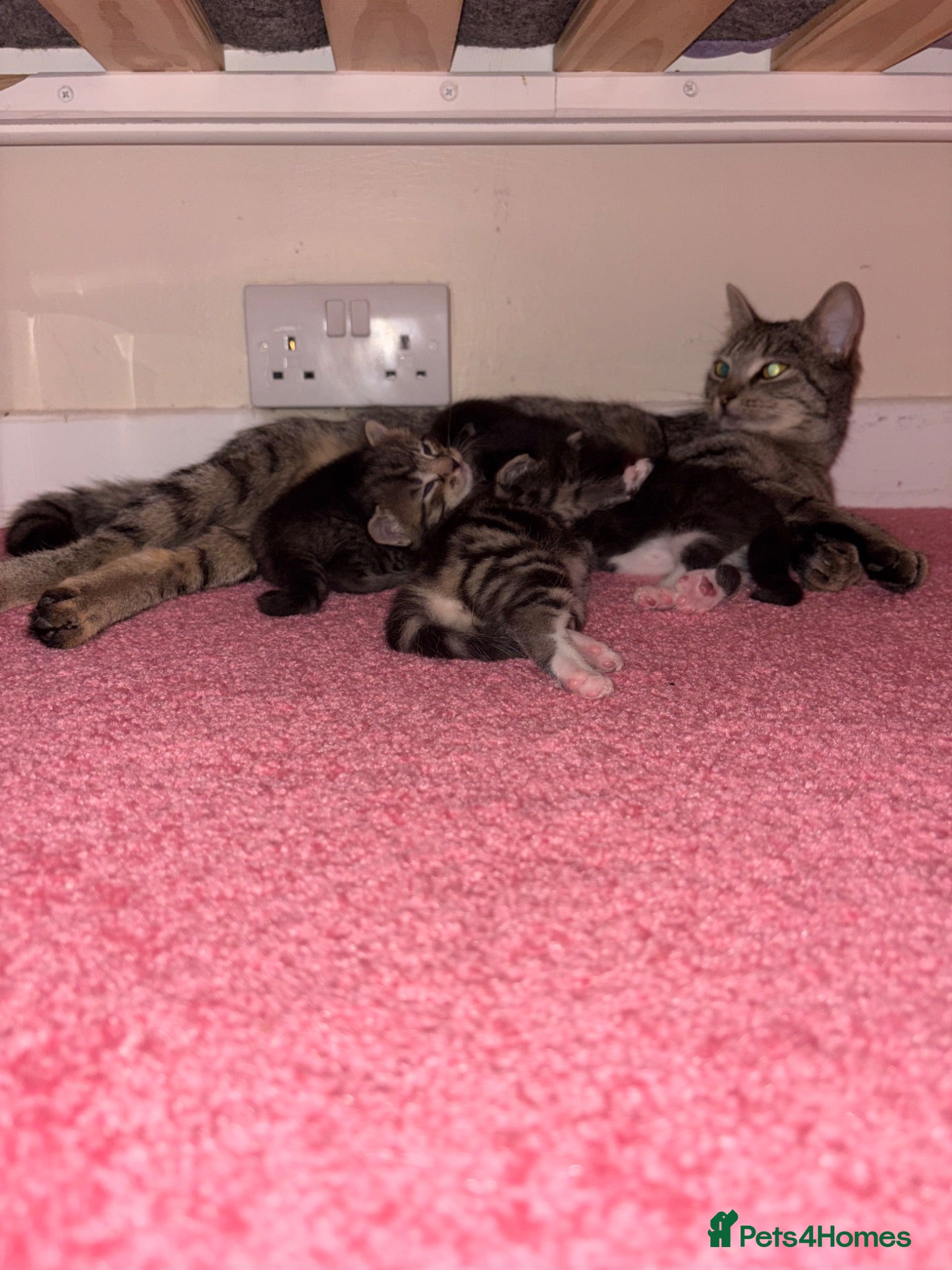 Mixed Breed cats 2 female tabby kittens  - Advert 1