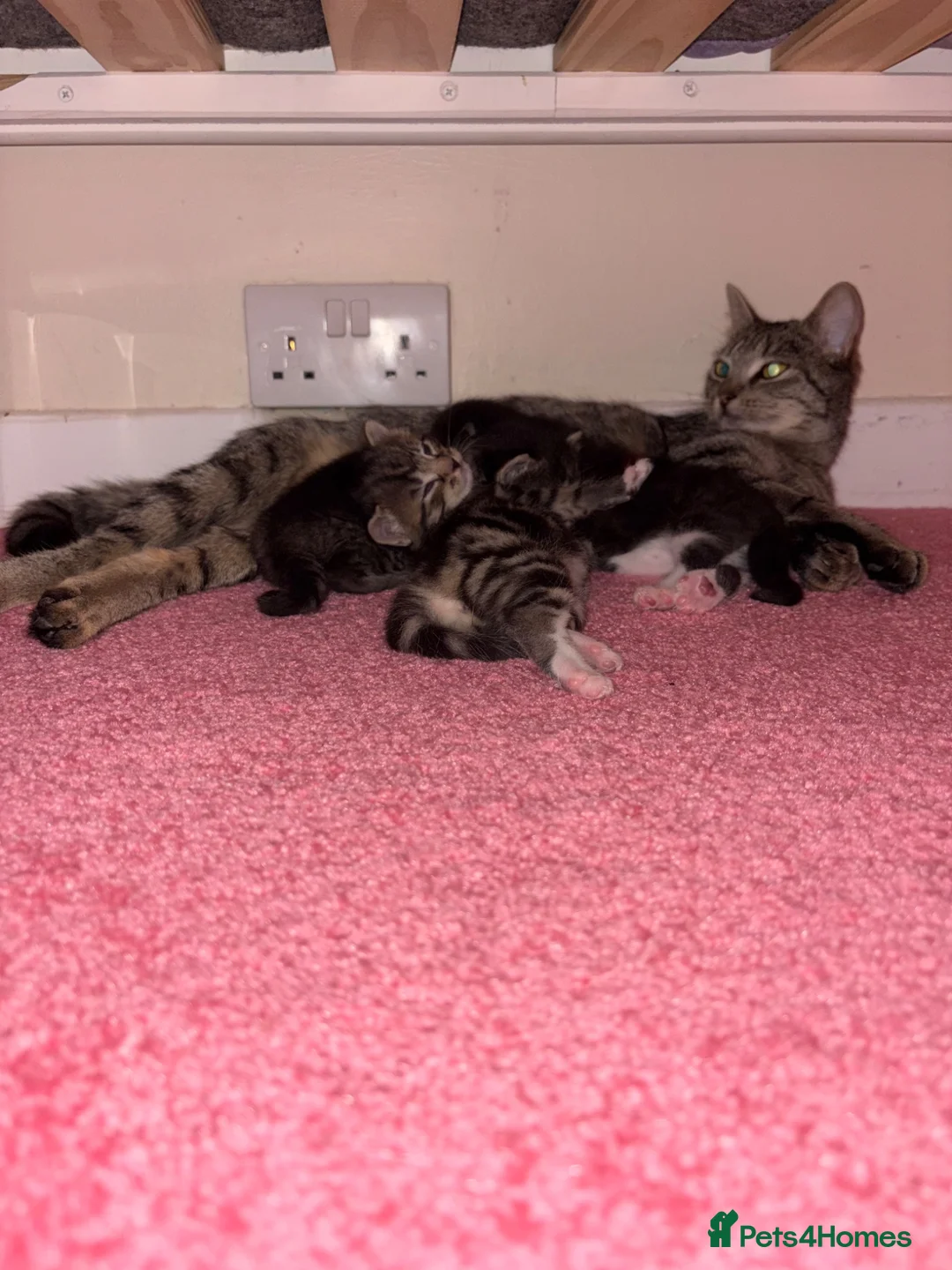 Mixed Breed cats for sale: 2 female tabby kittens  - Advert 1