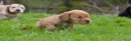Cocker Spaniel dogs for sale: Stunning Cocker Spaniel Puppies  - Advert 2