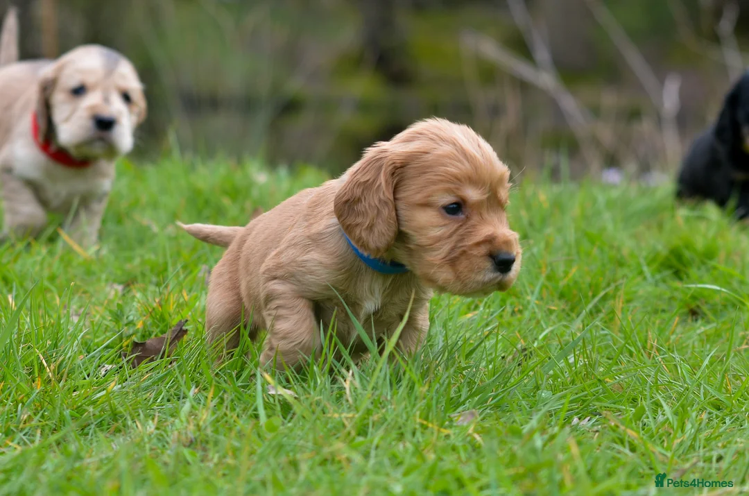 Cocker Spaniel dogs for sale: Stunning Cocker Spaniel Puppies  - Advert 2