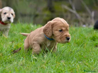 Cocker Spaniel dogs Stunning Cocker Spaniel Puppies - Advert 5