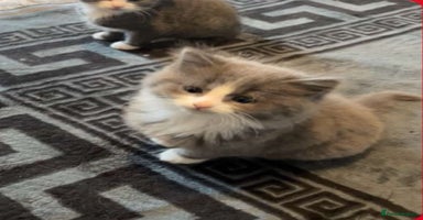 Mixed Breed cats - Advert 14