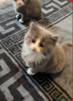 Mixed Breed cats - Advert 16