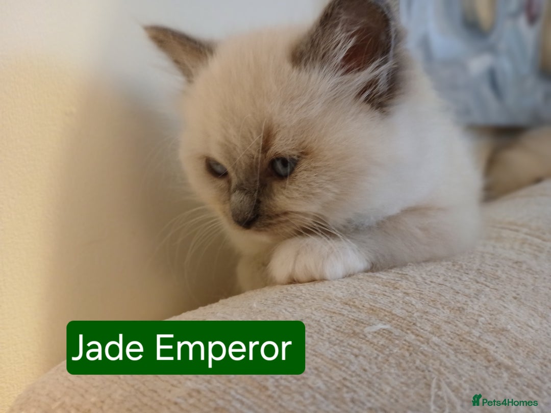 Ragdoll cats for sale: 6 Adorable 1/2 Pedigree Ragdoll Kittens 💗  - Advert 17