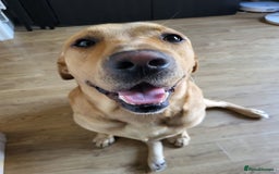 Labrador Retriever dogs for stud: Amazing Yellow Boy - Image 5