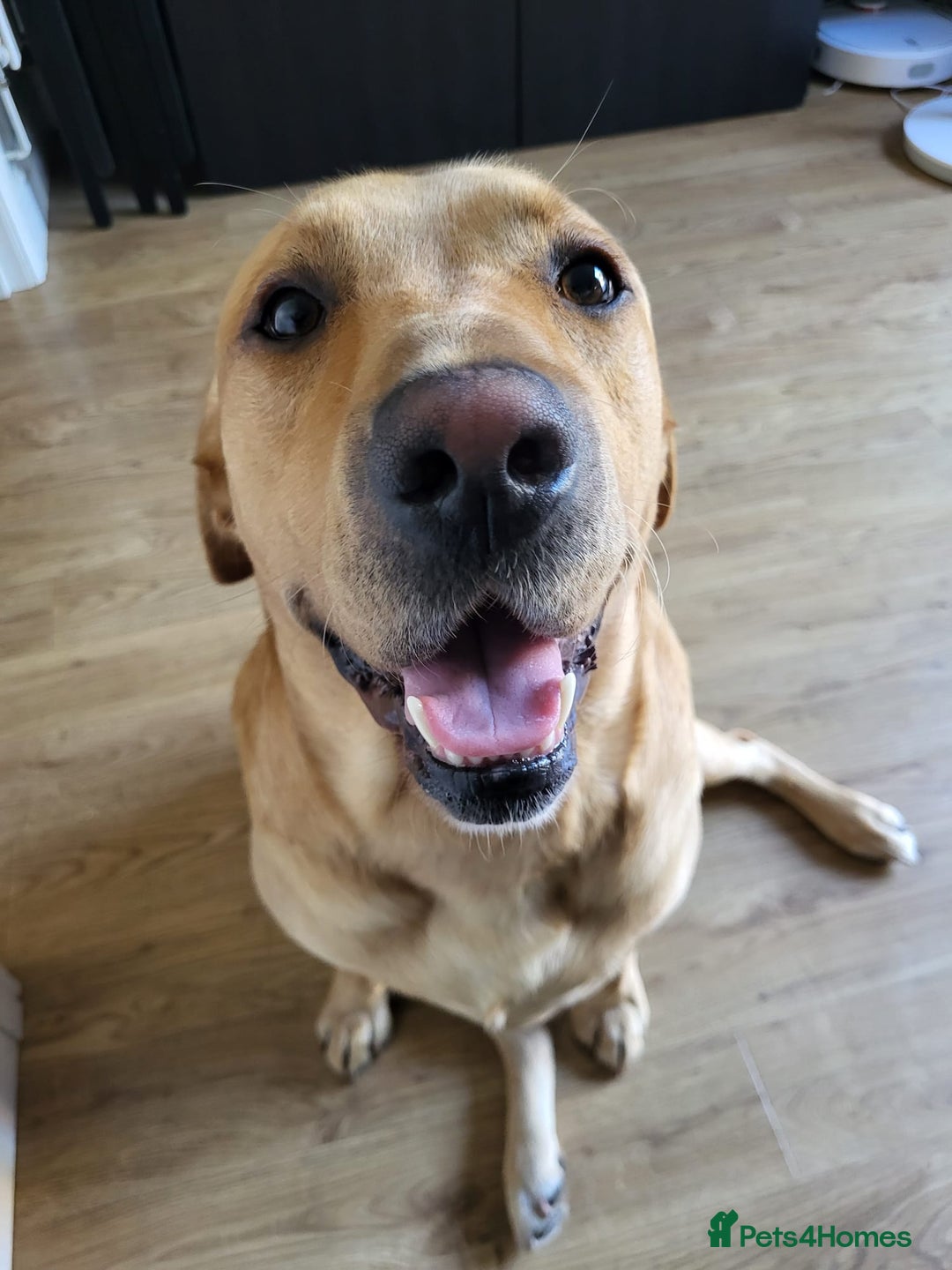 Labrador Retriever dogs for stud: Amazing Yellow Boy - Image 5