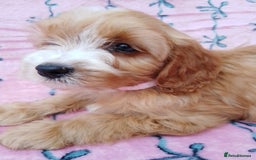 Cavapoo dogs for sale: Exceptional cavapoo puppies  - Image 5