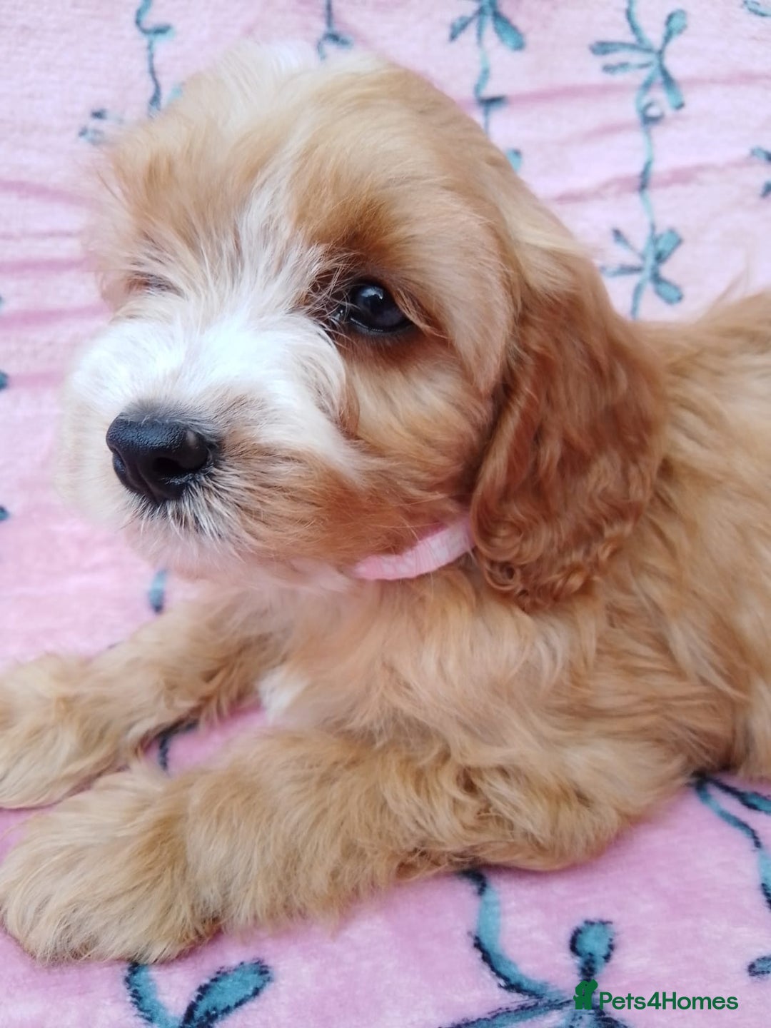 Cavapoo dogs for sale: Exceptional cavapoo puppies  - Image 5