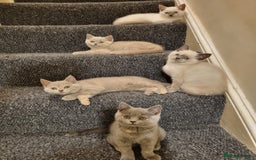 British Shorthair cats for sale: 💜GCCF Kittens Ready for Their Forever Homes!💜 - Image 10
