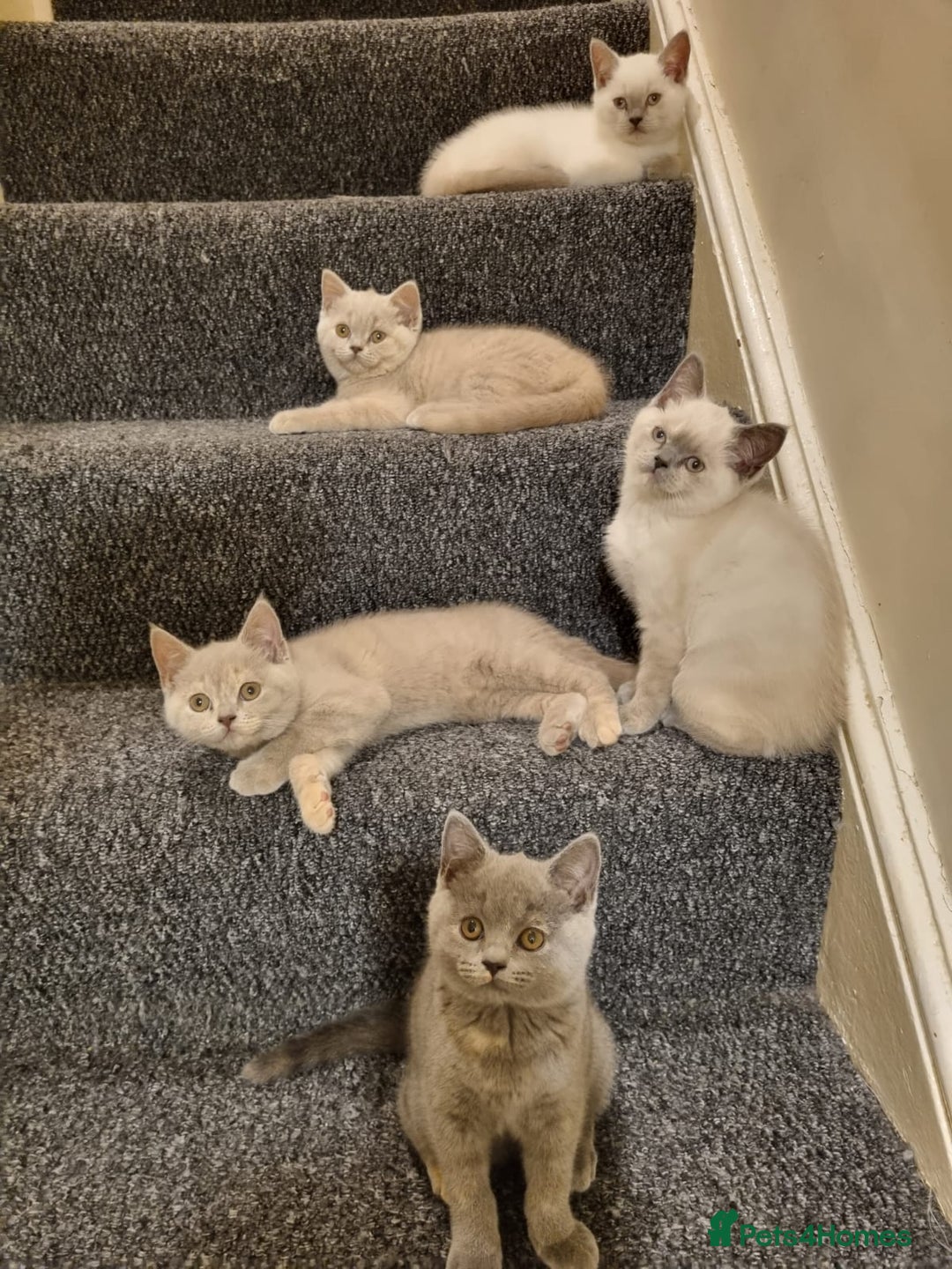 British Shorthair cats for sale: 💜GCCF Kittens Ready for Their Forever Homes!💜 - Image 10