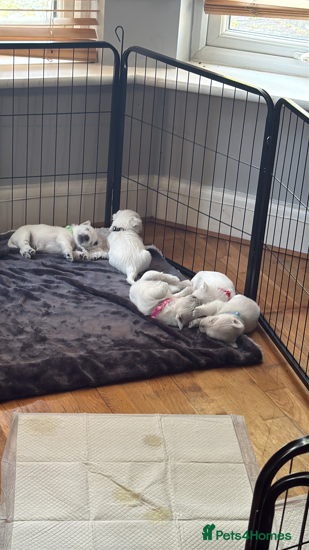 West Highland Terrier dogs for sale: Stunning Hand-Reared Westies – 4 Beautiful Boys - Image 6