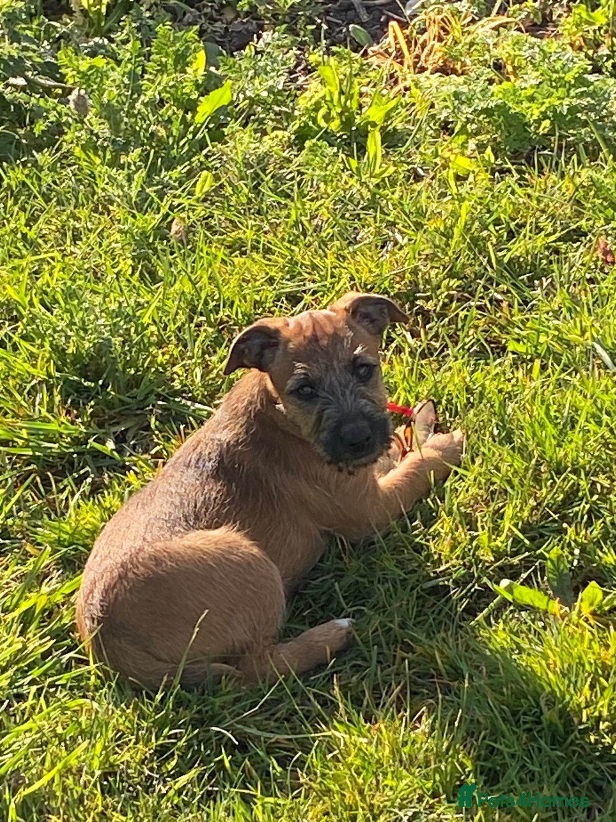 Mixed Breed dogs Lakeland x girl looking for new home - Advert 16