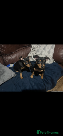 Miniature Pinscher dogs Ready too go Mini pinschers 2 boys left - Advert 1