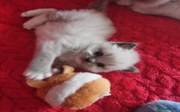 Ragdoll cats for sale: Kitten - Image 11