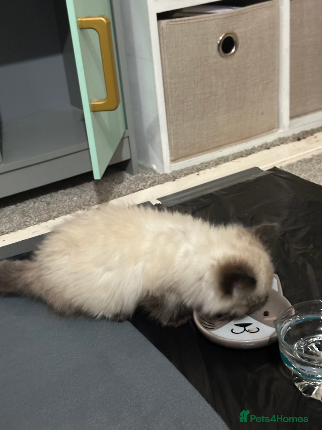 Ragdoll cats for sale: Purebred Seal Point Male Ragdoll Kitten - Advert 3