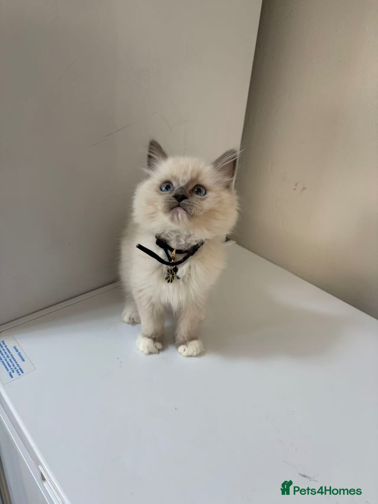 Ragdoll cats cute ragdoll - Advert 4