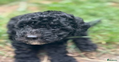Cockapoo dogs - Advert 9