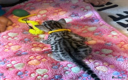 Bengal cats for sale: Beautiful Silver Bengal female - Tica optional  - Image 13