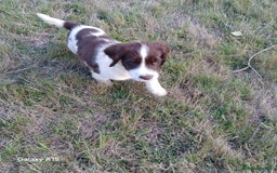 English Springer Spaniel dogs for sale: Springer spaniel pups  - Image 10