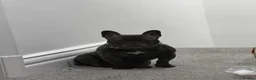 French Bulldog dogs for sale:  **  only  in Blackpool - Advert 5