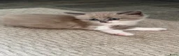 Mixed Breed cats for sale: Ragdoll Cross Ready now - Advert 5