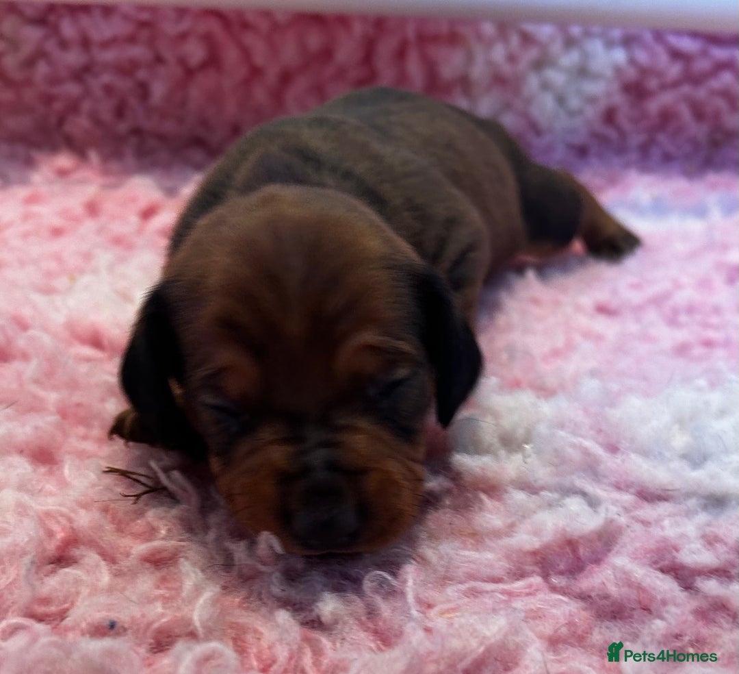 Dachshund dogs for sale: STUNNING KC REG STANDARD DACHSHUNDS  - Advert 12