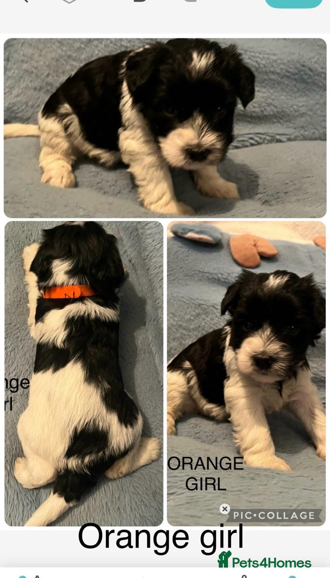 Miniature Schnauzer dogs for sale: OMG ❤️RARE  PEDIGREE PARTI MINIATURE SCHNAUZER  - Advert 10