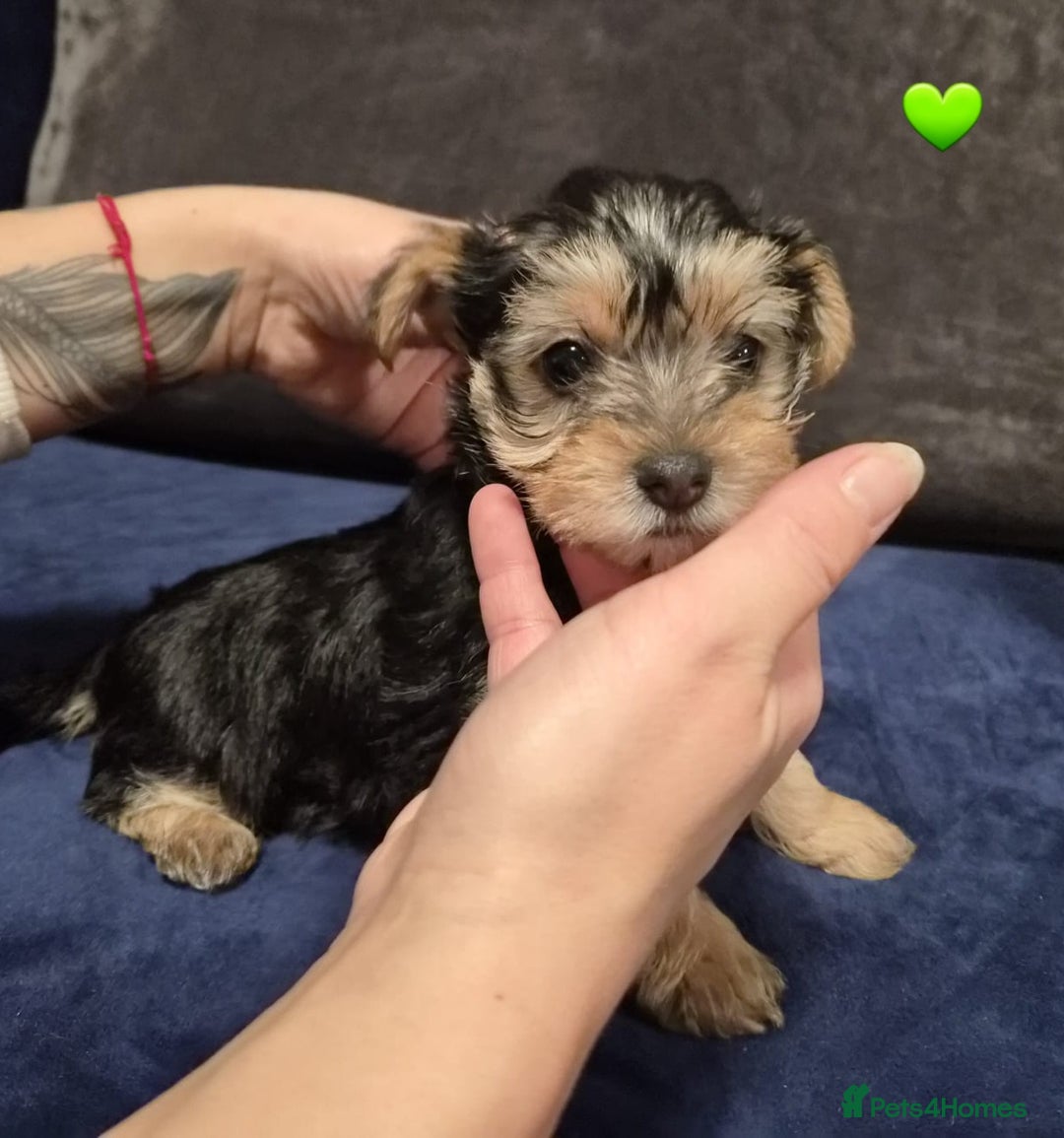 Yorkshire Terrier dogs for sale: Yorkshire terrier puppies (3 girls) - Image 26