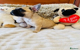 French Bulldog dogs for sale: 🏆KC registered, Standard French Bulldog Puppies🏆 - Image 9