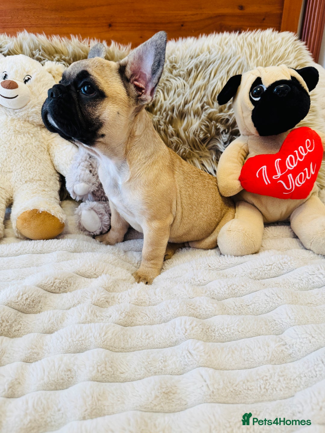 French Bulldog dogs for sale: 🏆KC registered, Standard French Bulldog Puppies🏆 - Image 9