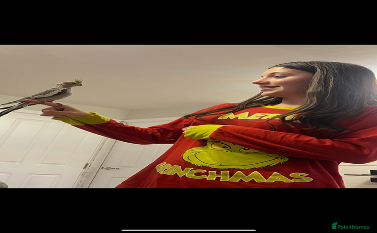 Cockatiels birds - Advert 4