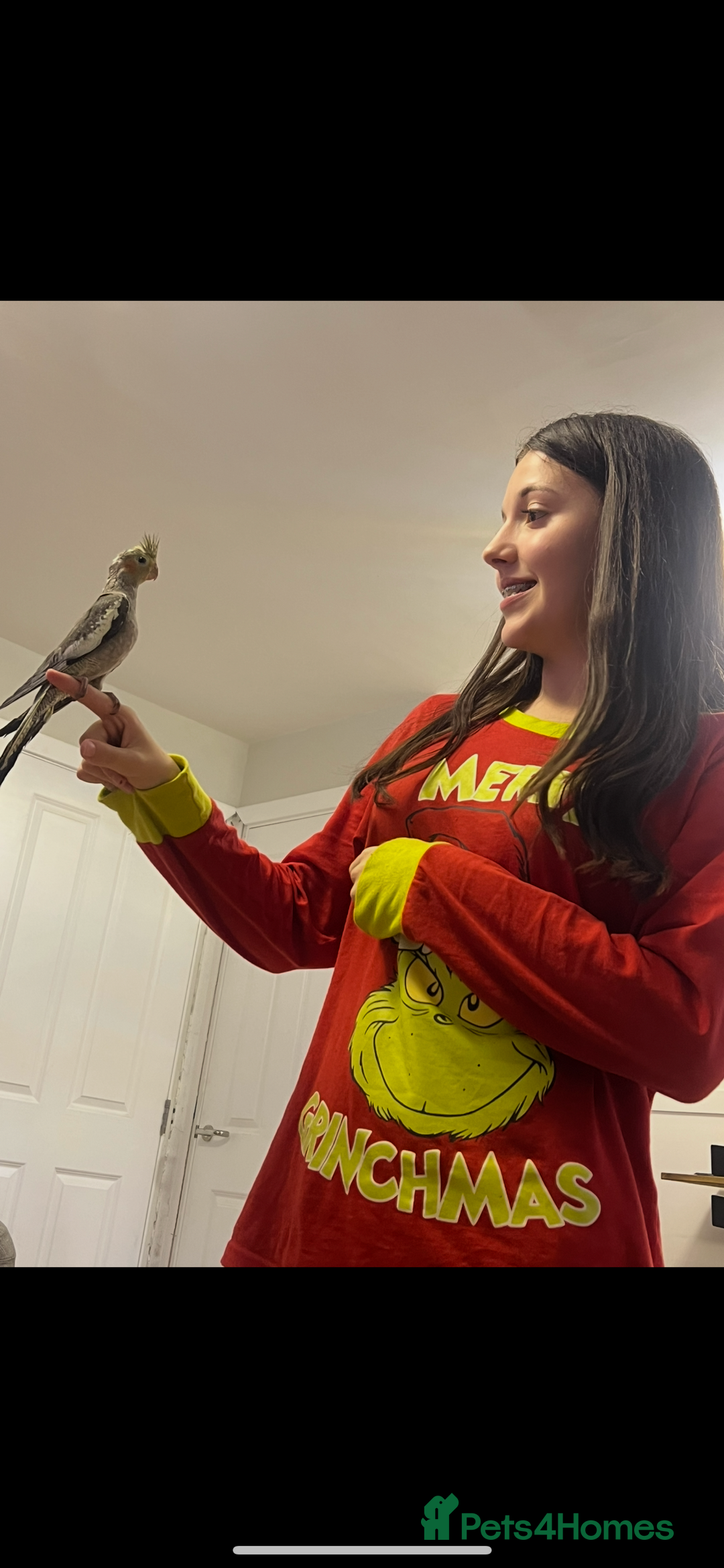 Cockatiels birds for sale: 10 week old hand tame cockatiel  - Image 1