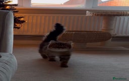 Domestic Shorthair cats for sale: 2 1/2 year old sweet girl  - Advert 6