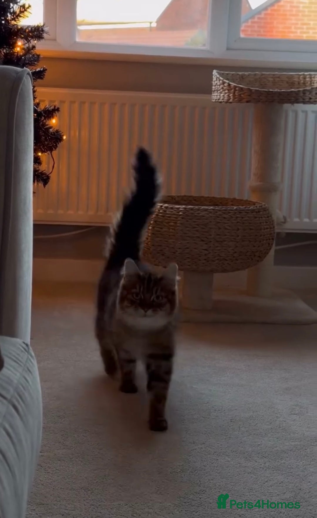 Domestic Shorthair cats for sale: 2 1/2 year old sweet girl  - Advert 6