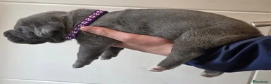 Female purple collar Prada