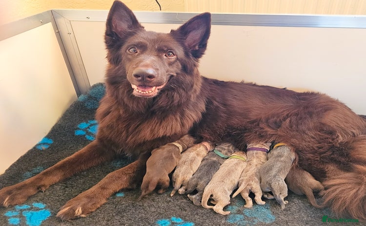 German Shepherd dogs 💠7 Beautiful healthy KC registered GSP's💠 - Advert 11