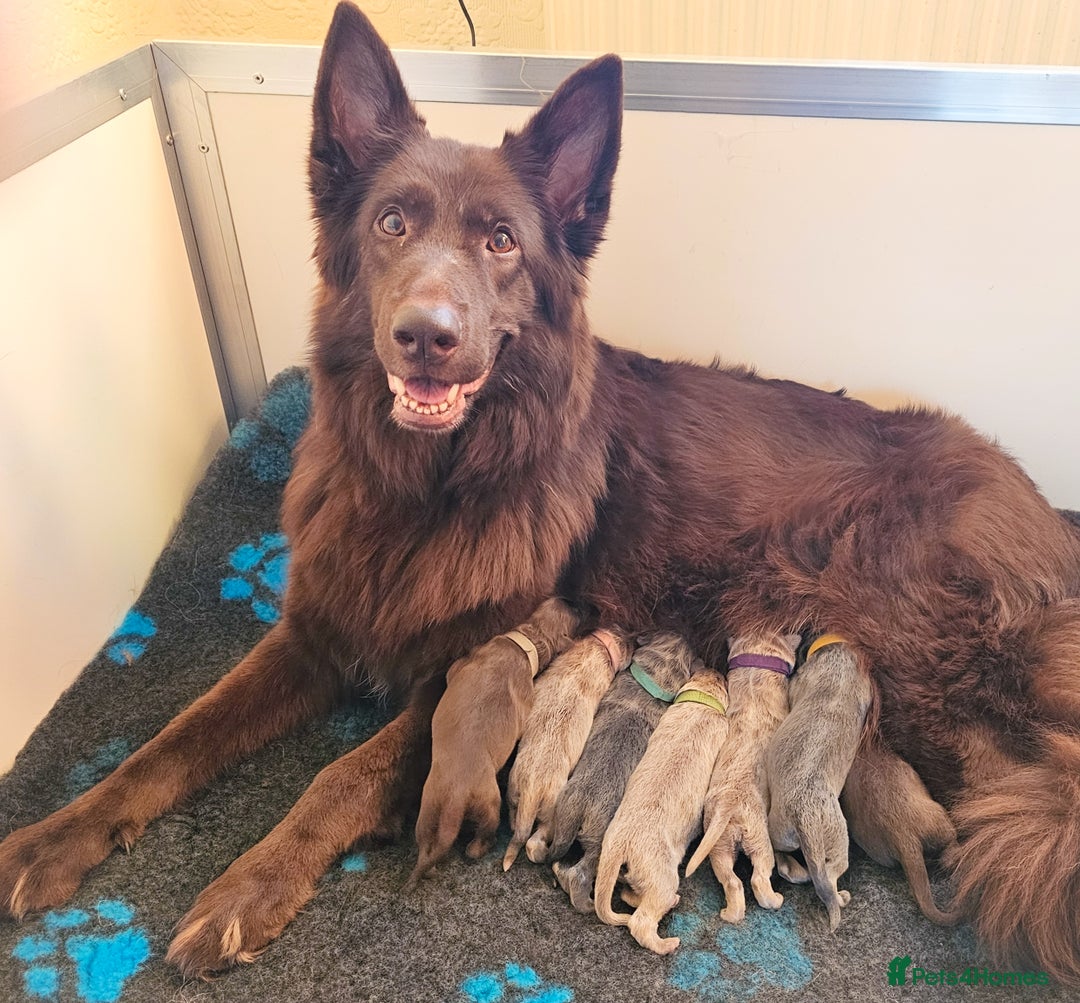 German Shepherd dogs for sale: 💠5 Beautiful healthy KC reg straight back GSP's💠 - Advert 1