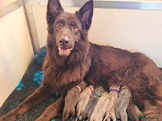 German Shepherd dogs 💠7 Beautiful healthy KC registered GSP's💠 - Advert 12