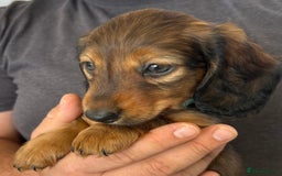 Miniature Dachshund dogs for sale: Miniature dachshund puppies  - Image 3