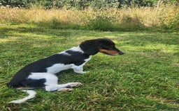 Dachshund dogs for sale: 2 White/Black/Tan long-haired dachshund puppies - Image 17