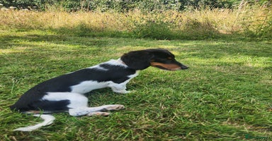Dachshund dogs - Advert 7