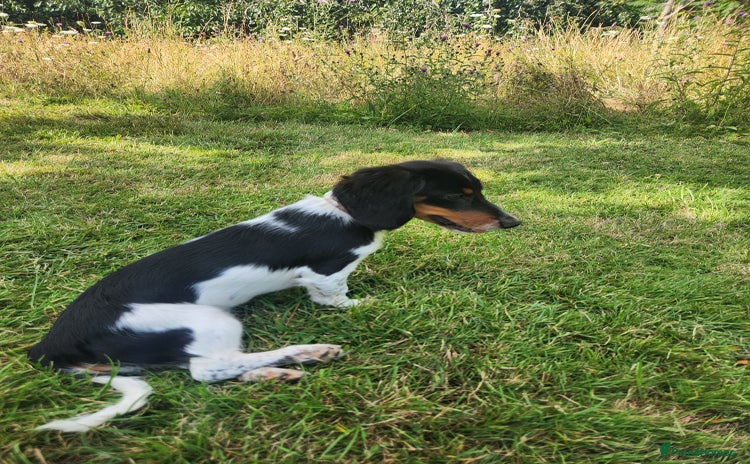 Dachshund dogs - Advert 6